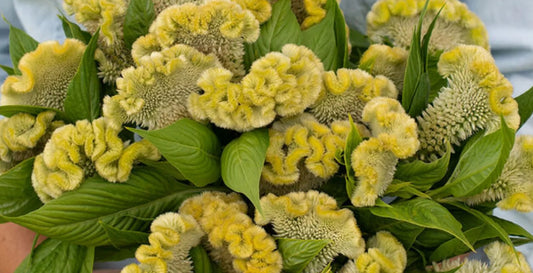 Celosia - Lemon Lime