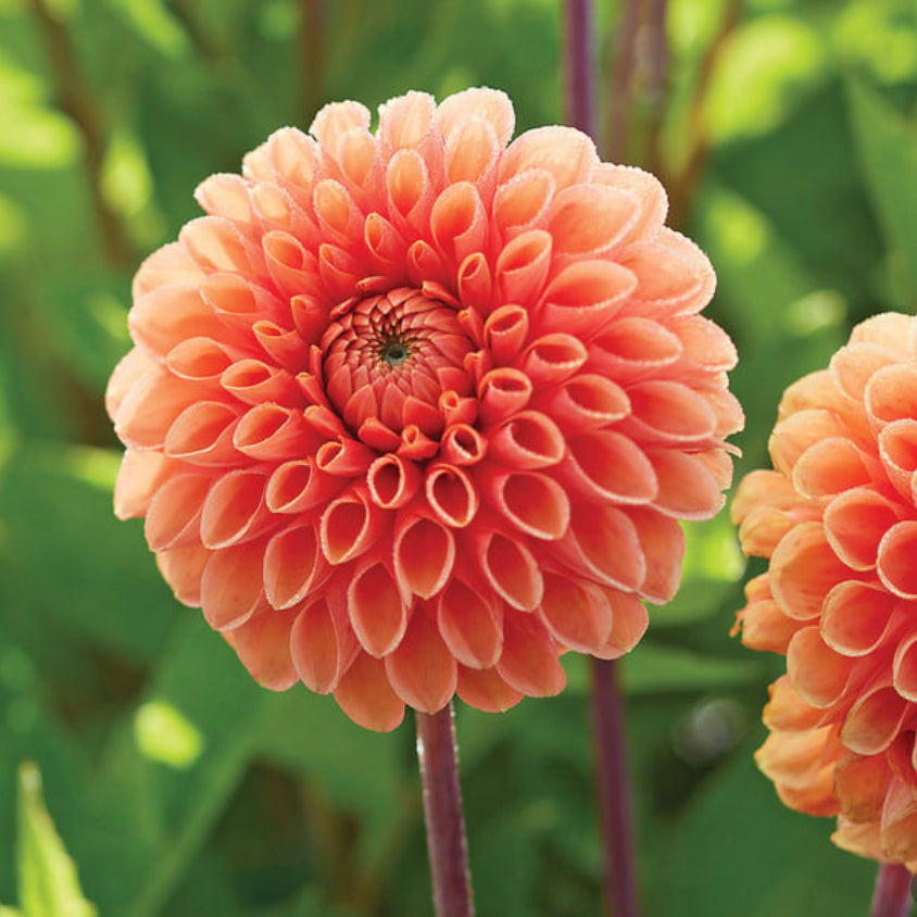Dahlia - Sylvia (Maarn)