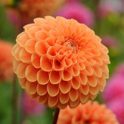 Dahlia - Sylvia (Maarn)