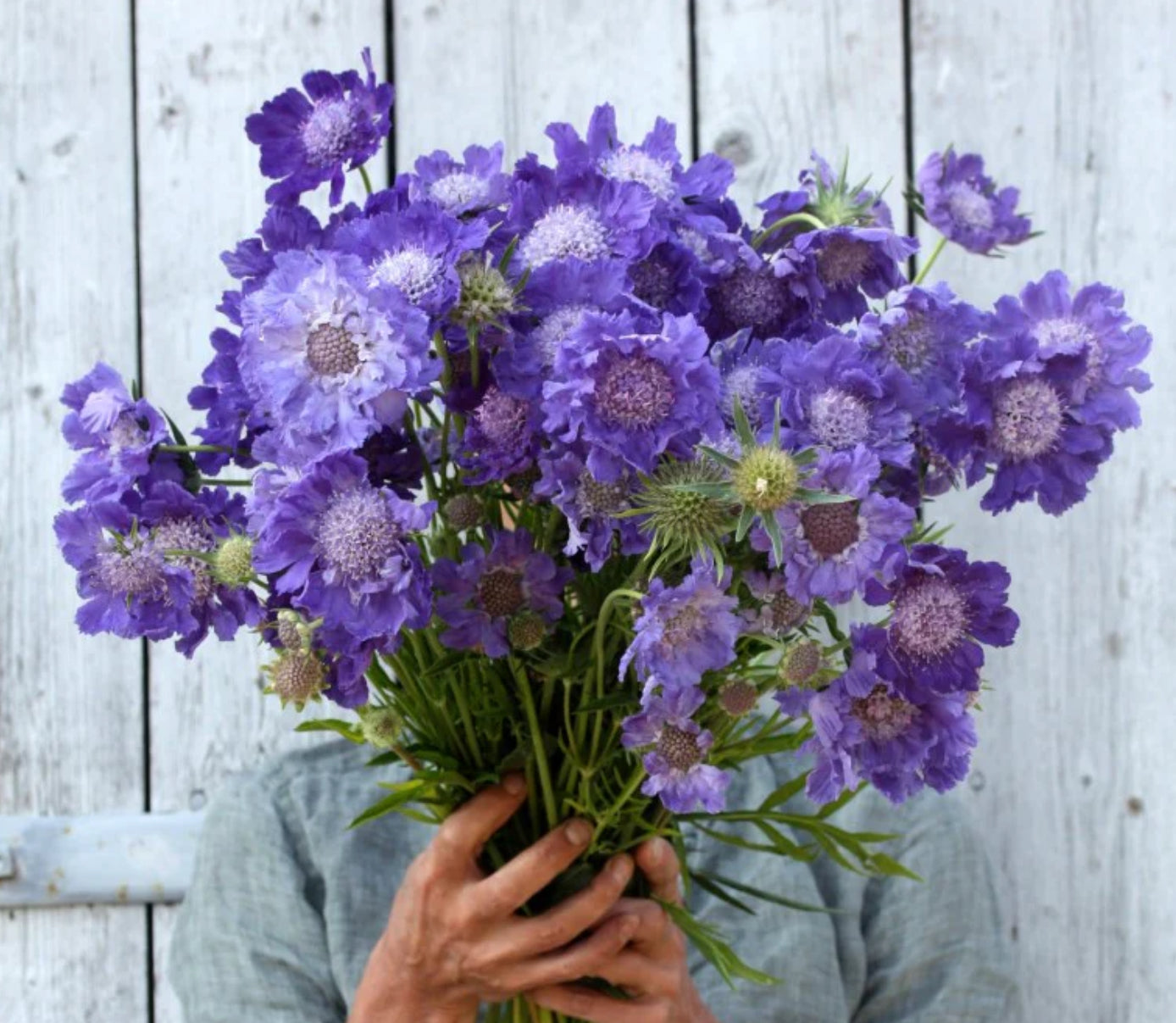 Scabiosa Fama (Pincushion Flower) - White and Blue MIX
