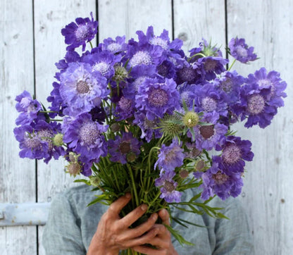 Scabiosa Fama (Pincushion Flower) - White and Blue MIX
