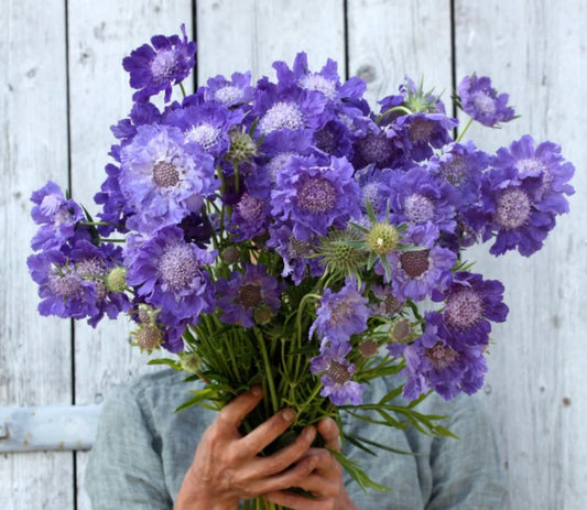 Scabiosa Fama (Pincushion Flower) - White and Blue MIX