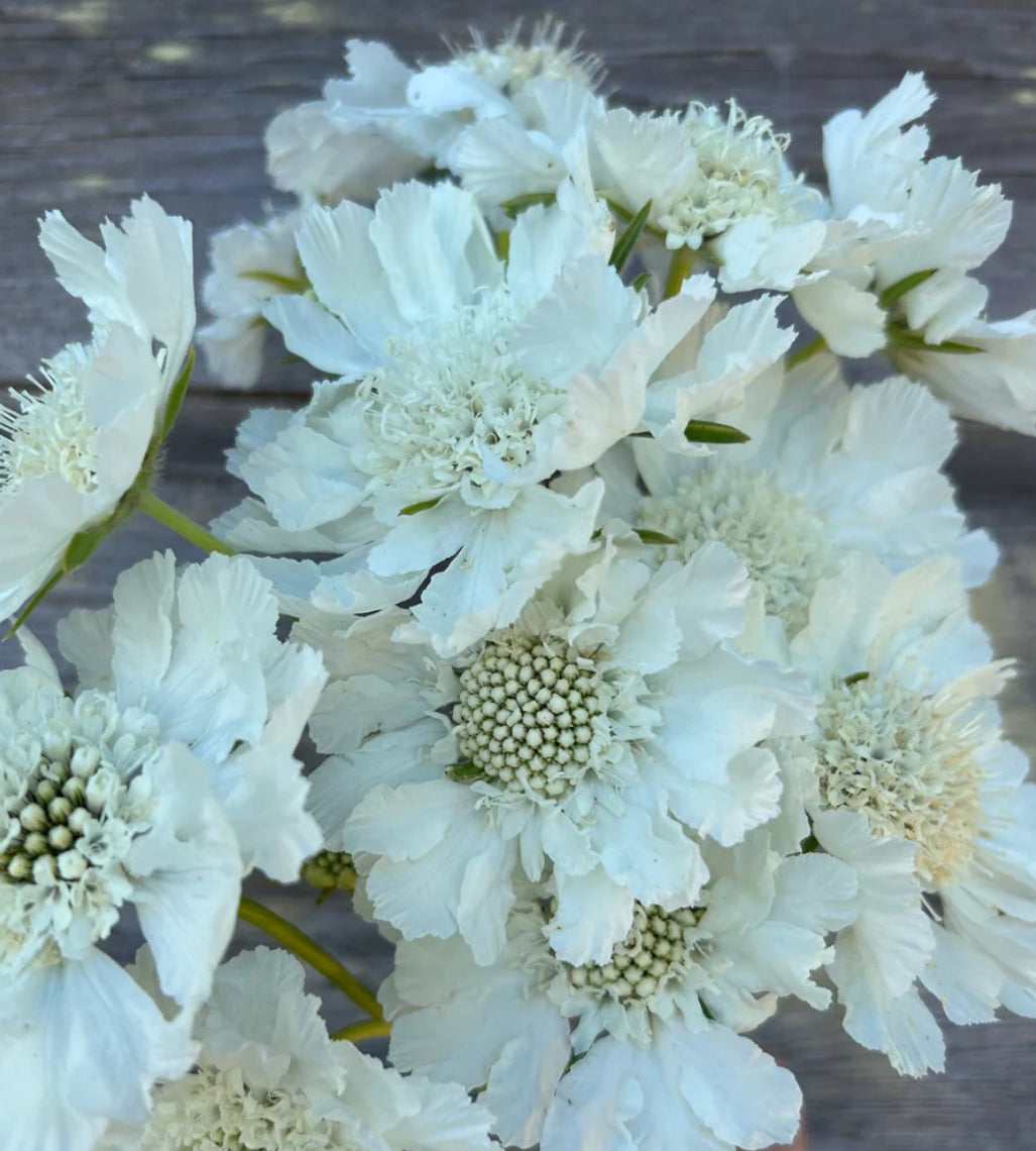 Scabiosa Fama (Pincushion Flower) - White and Blue MIX