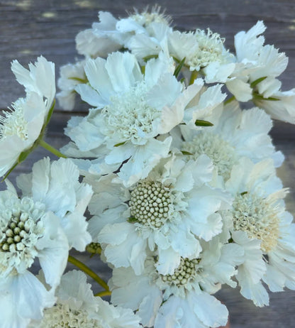 Scabiosa Fama (Pincushion Flower) - White and Blue MIX