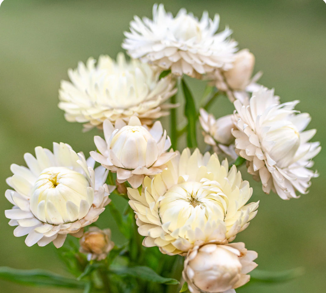 Strawflower (Bracteantha) - Frosted Sulfur