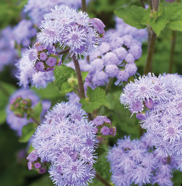 Ageratum