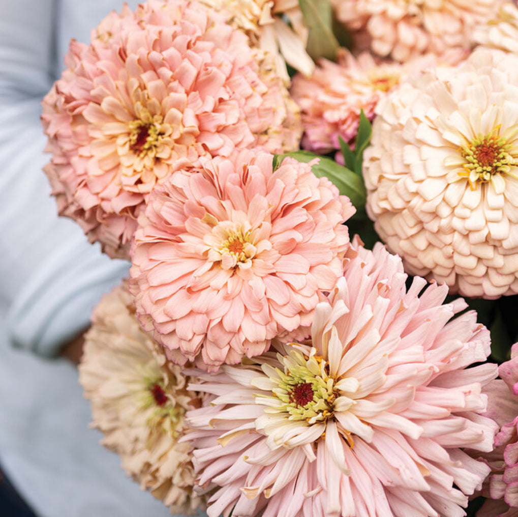 Zinnia - Johnny’s Ballerina Mix