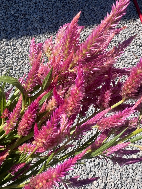 Celosia - Rainbow Mix
