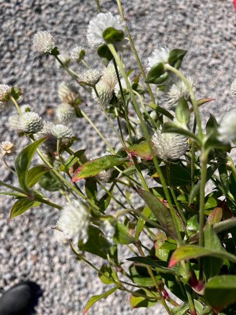Gomphrena - White