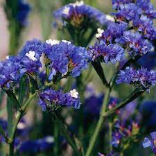 Limonium (Statice) - Purple