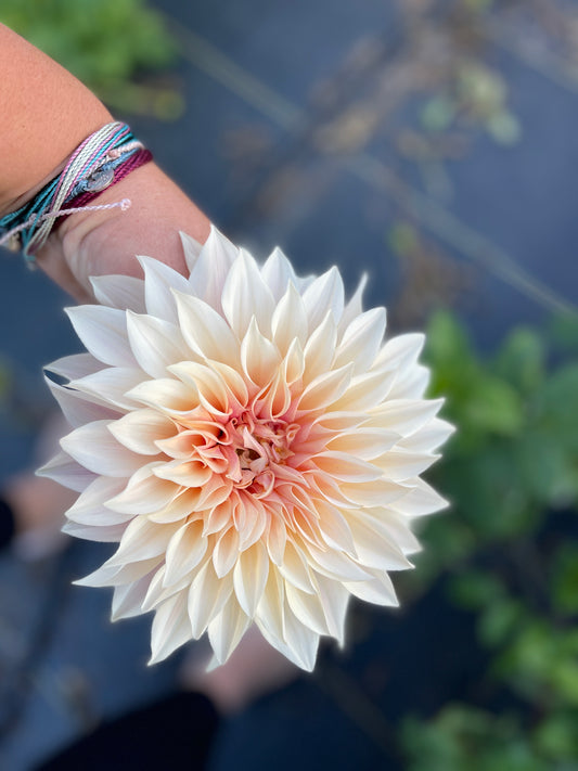 Dahlia - Cafe Au Lait
